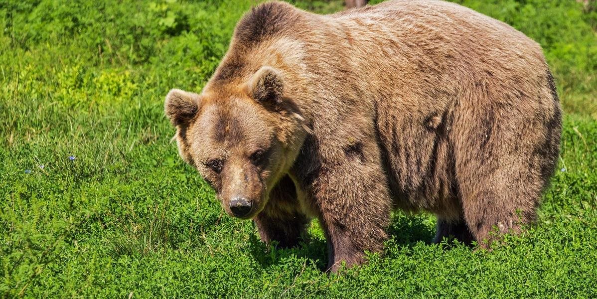 Ochranári vyzývajú v súvislosti s útokom medveďa na obozretnosť