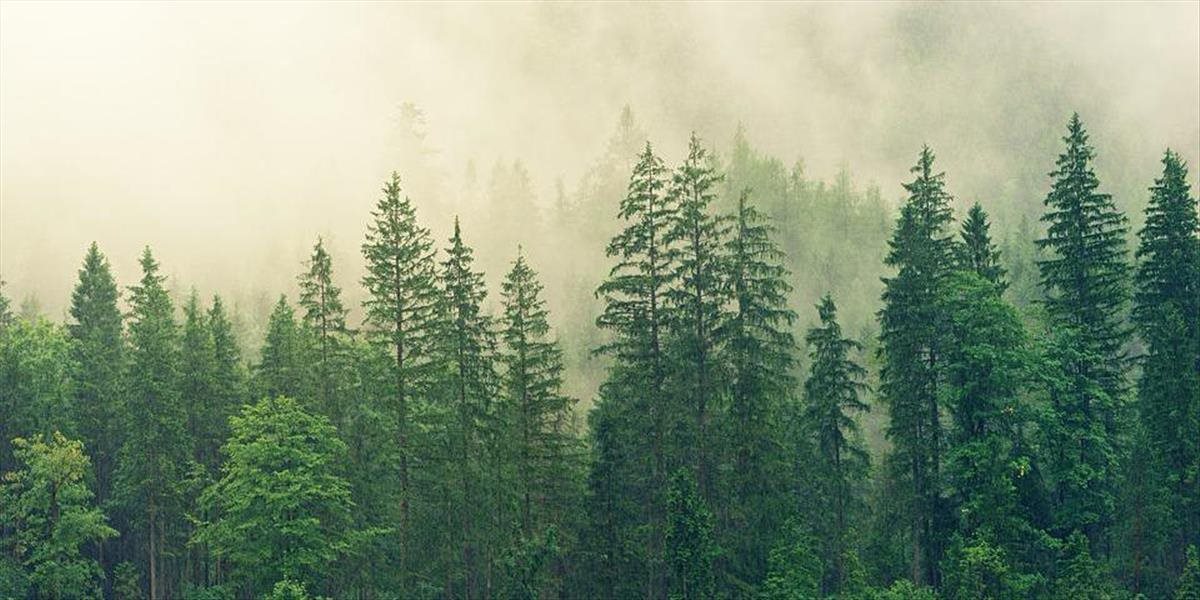 Vo Zvolene a okolí bude séria podujatí k Medzinárodnému dňu lesov