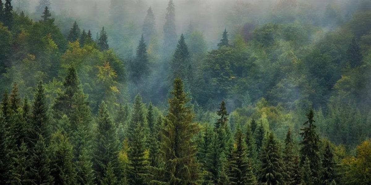 Na podporu funkcie lesov pôjde 6 miliónov eur