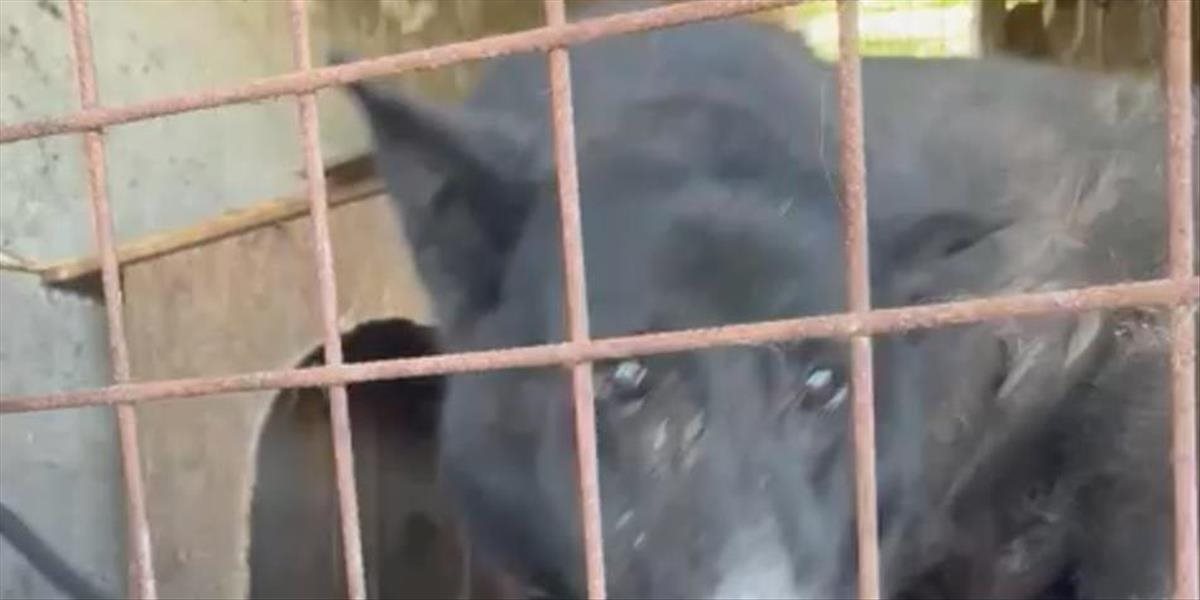 Polícia obvinila muža dlhodobo týrajúceho nemeckého ovčiaka, psa museli utratiť