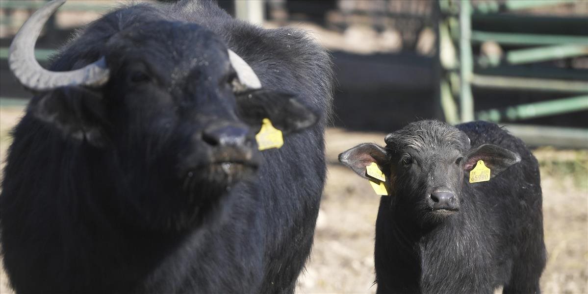 V košickej zoo pribudli mláďatá veľkých kopytníkov