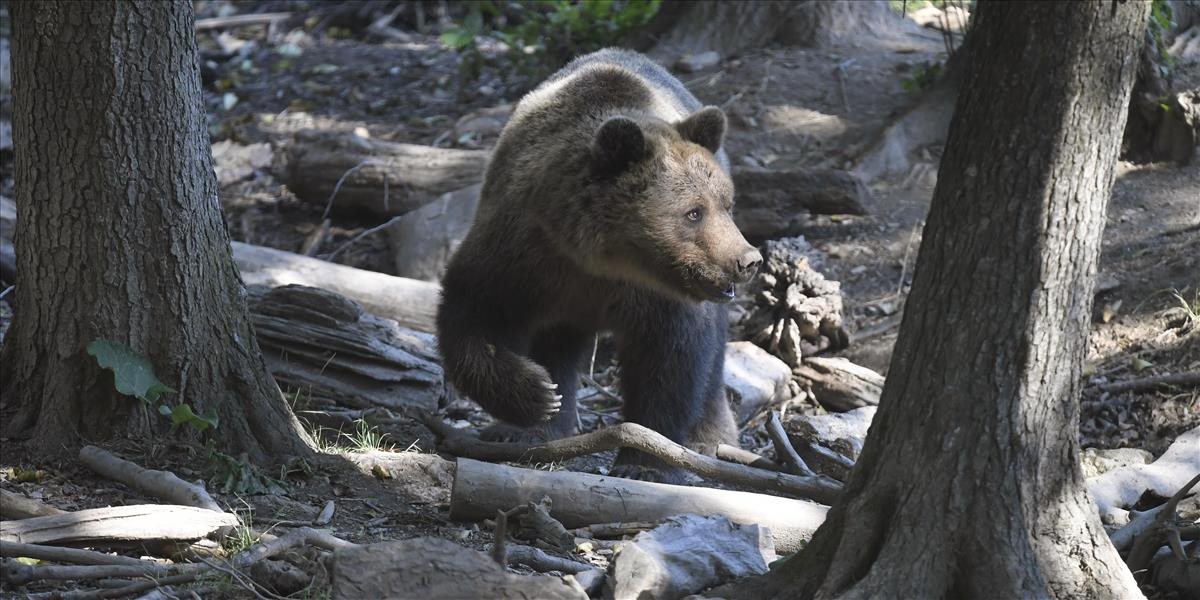 Medveď v katastri Tužiny napadol 38-ročného muža