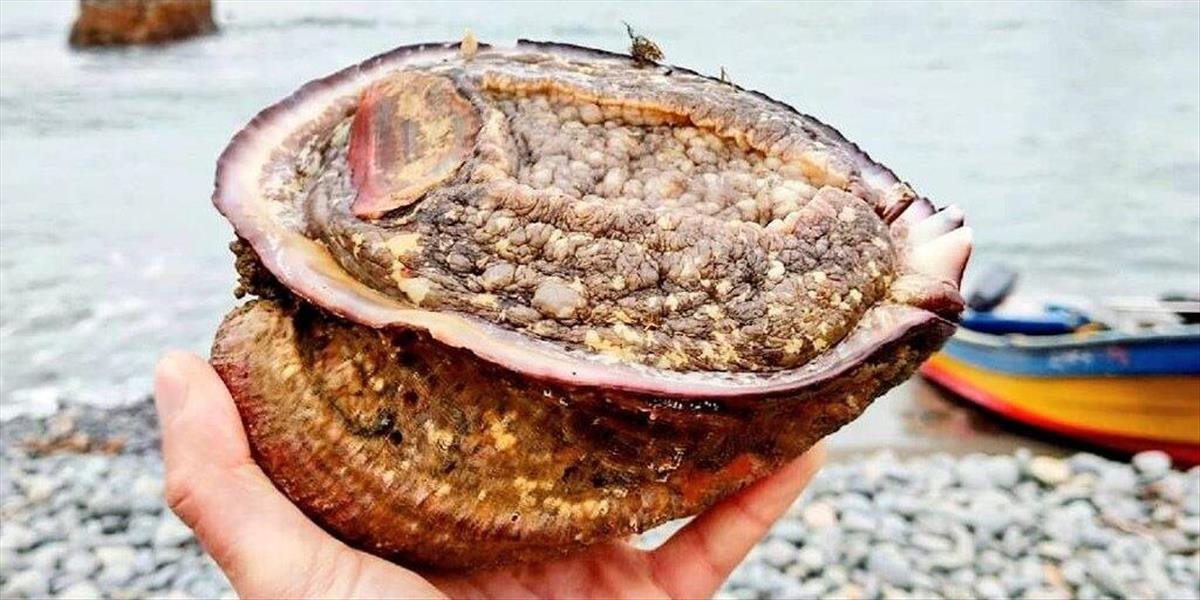 Mäkkýšom roka 2023 sa stal jedlý morský slimák purpura ušatá