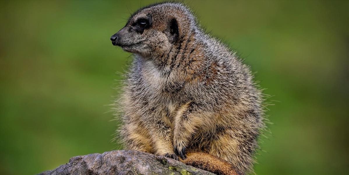 V Bratislavskej  zoo sa narodilo mláďa surikaty vlnkavej