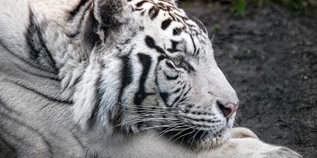 V bratislavskej zoo zomrela biela tigrica Shilang, mala takmer 18 rokov