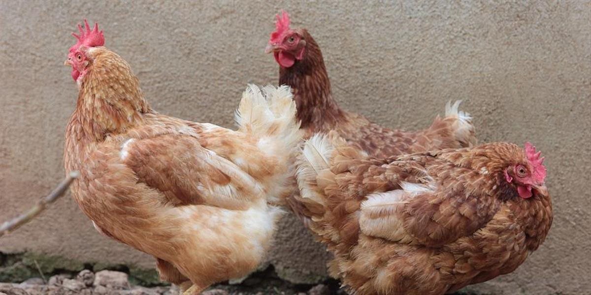 Infostánok s replikou klietky z klietkového chovu je v Nitre