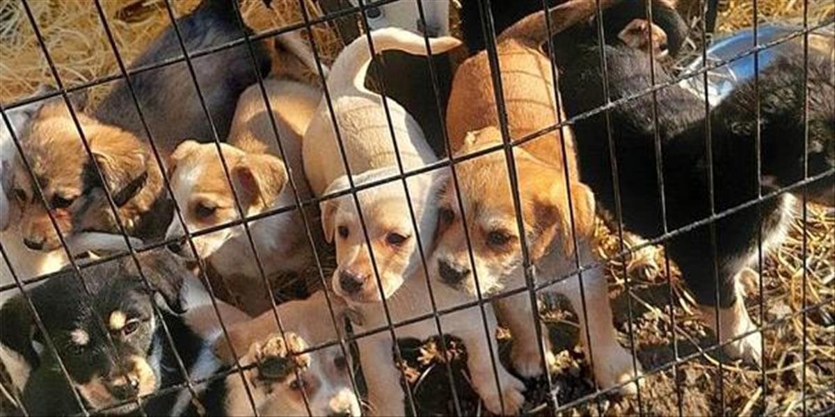 Opatrenia proti besnote skomplikovali situáciu útulkov na východe SR