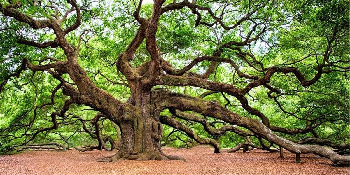 Do súťaže Strom roka 2023 možno prihlasovať stromy do 5. mája