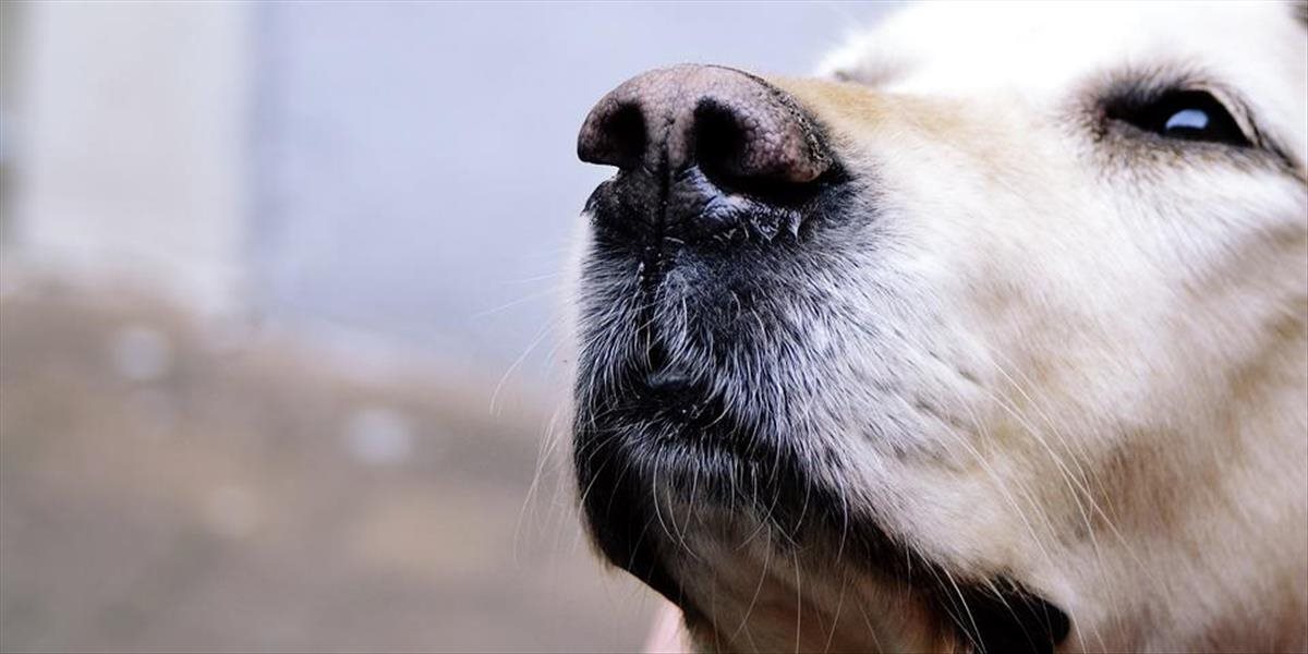 Pacientom v Zlatých Moravciach spríjemňuje pobyt v nemocnici terapeutický pes
