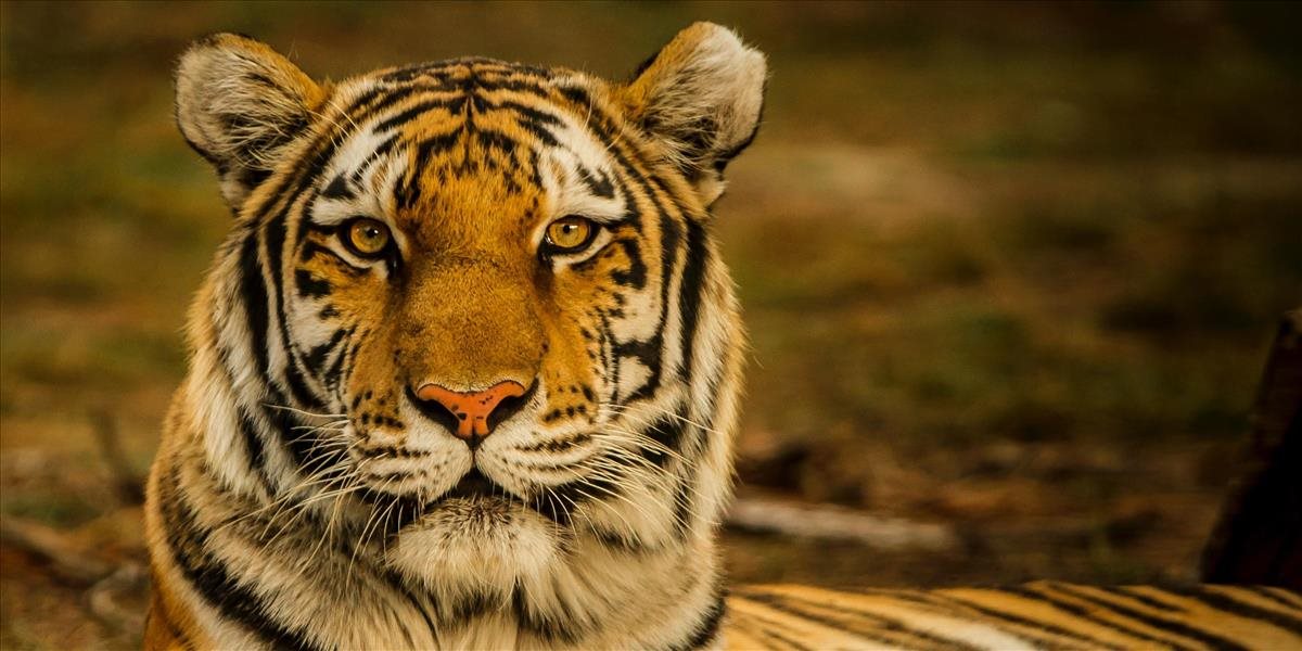 Populácia tigrov v Indii rastie, presiahla už 3000 jedincov