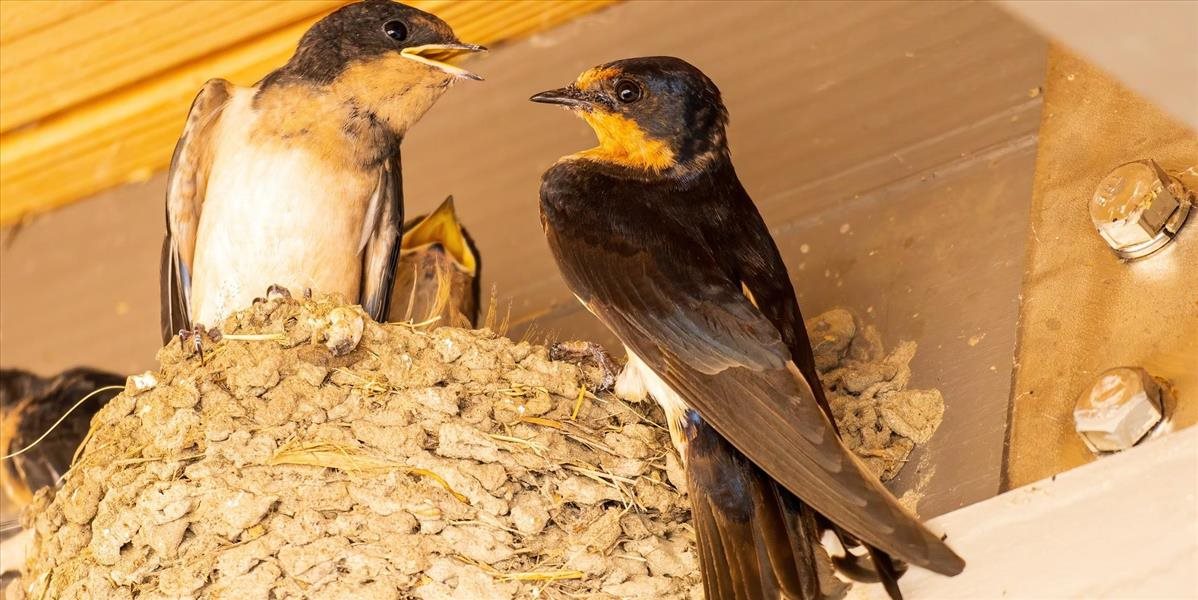Tribečské múzeum v Topoľčanoch  približuje deťom tému jarnej migrácie vtáctva