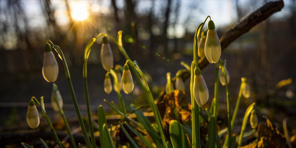 Ochranári upozorňujú na zákaz zbierania jarných kvetov