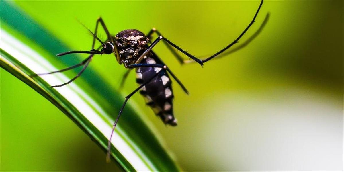 Horúčka dengue sa v Európe vyskytuje čoraz častejšie, upozorňujú vedci
