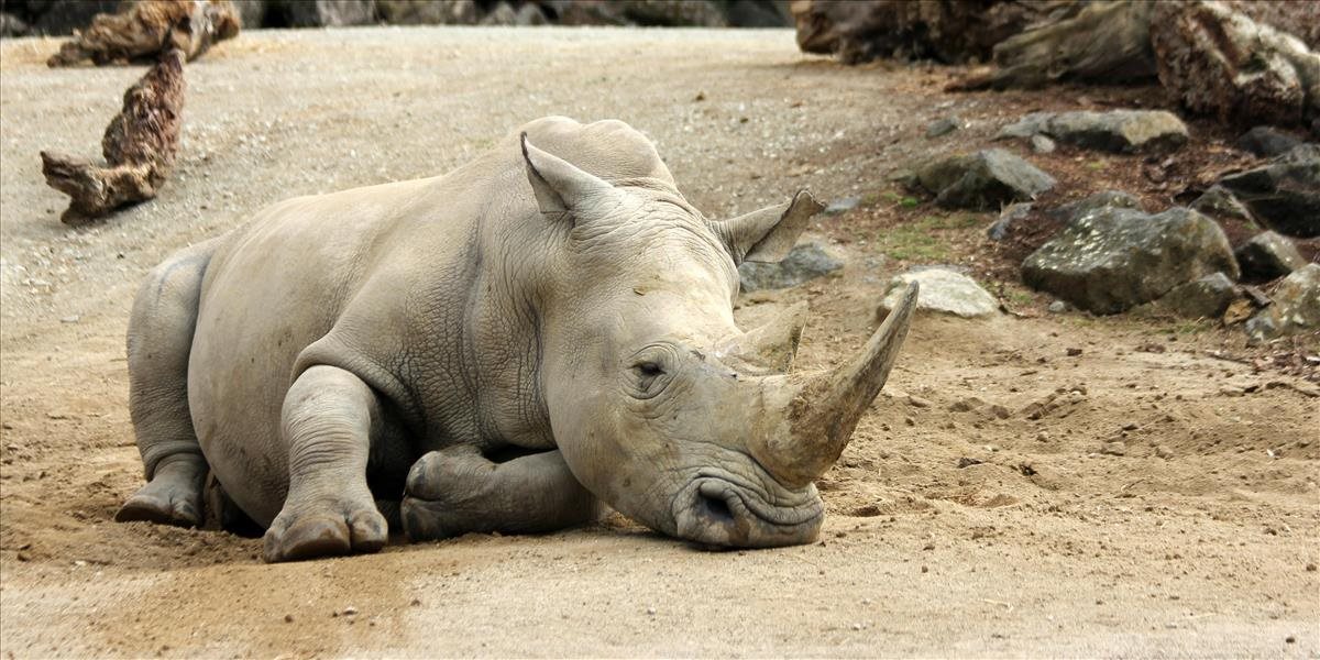 Muž si zaplával s nosorožcami vo výbehu, polícia ho zatkla