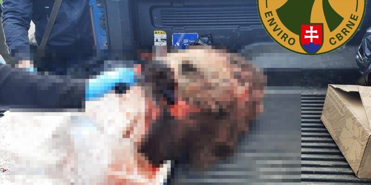 Muži prevážali nelegálne uloveného medveďa, zadržala ich enviropolícia