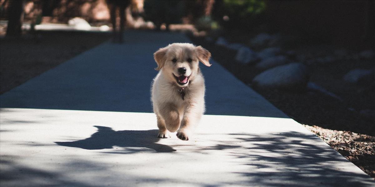 Šteňatá z množiarní majú kĺbové či nádorové ochorenia a slabú imunitu