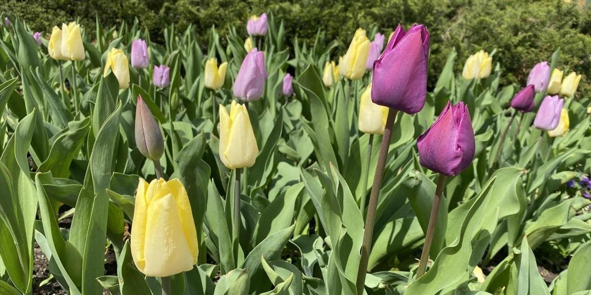 Mesto Prešov aktuálne zdobí viac ako 5000 jarných kvetov