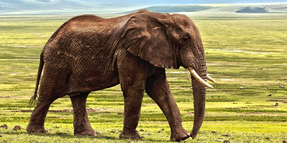 Indickí lesníci chytili slona, ktorý usmrtil šiestich ľudí