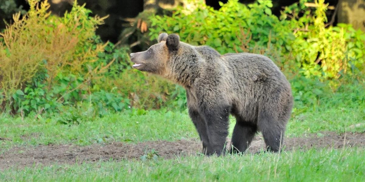 Medveď pri obci Višňové zaútočil na dvoch ľudí
