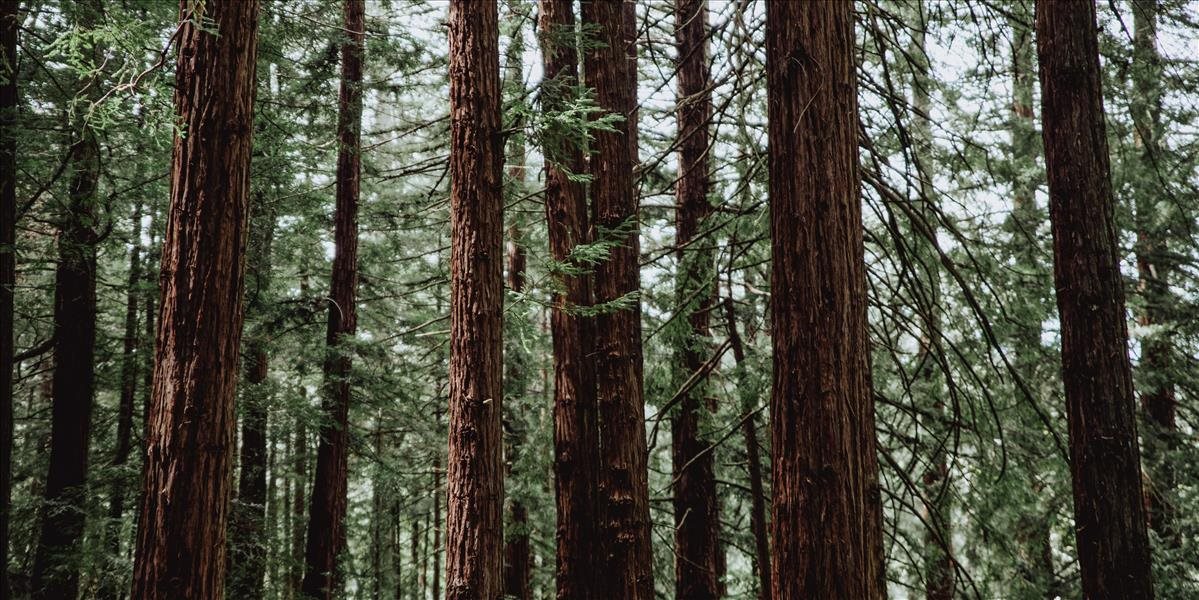 Padajúci strom v lese v Žiranoch zasiahol piliara