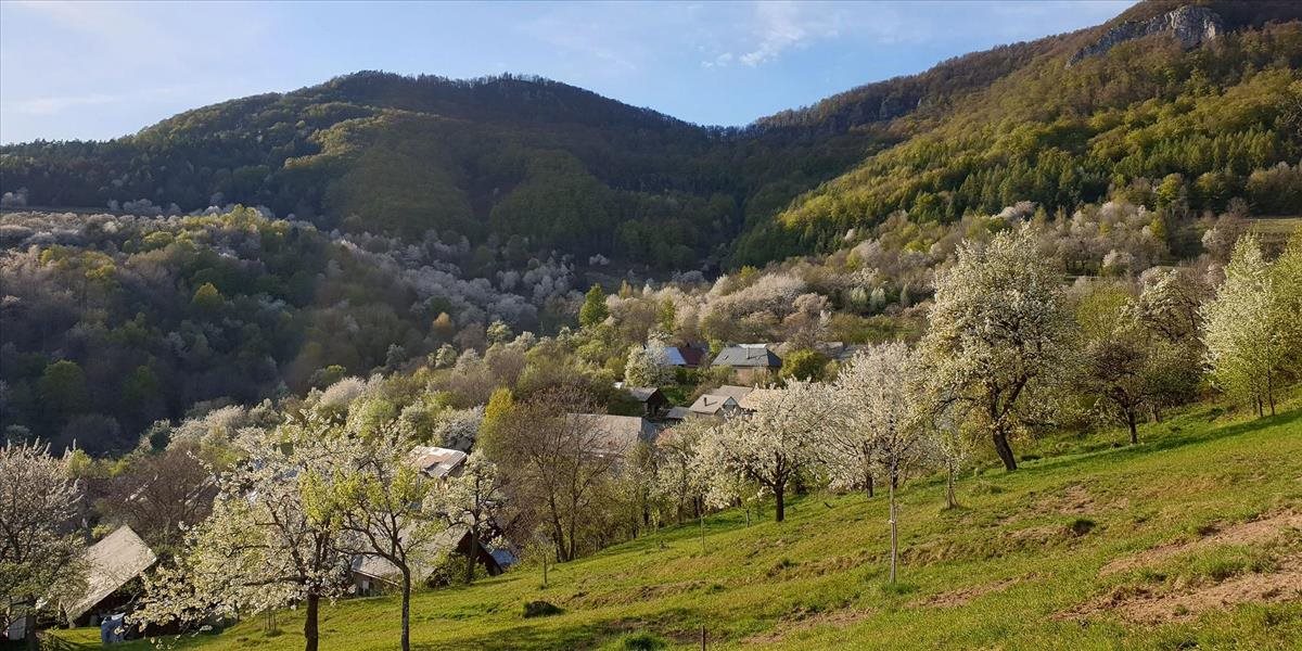 Obec Brdárka ožije koncertom v rozkvitnutých čerešňových sadoch