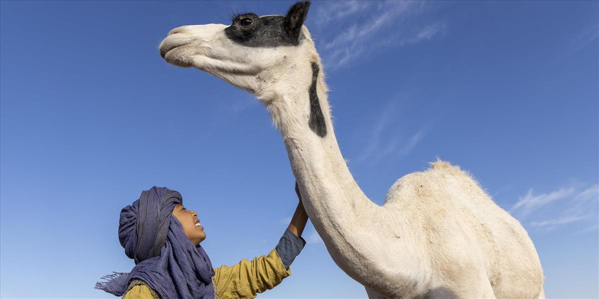 Túto ťavu si zamilujete - do kín mieri rodinný film Zodi a Tehu: Princovia púšte