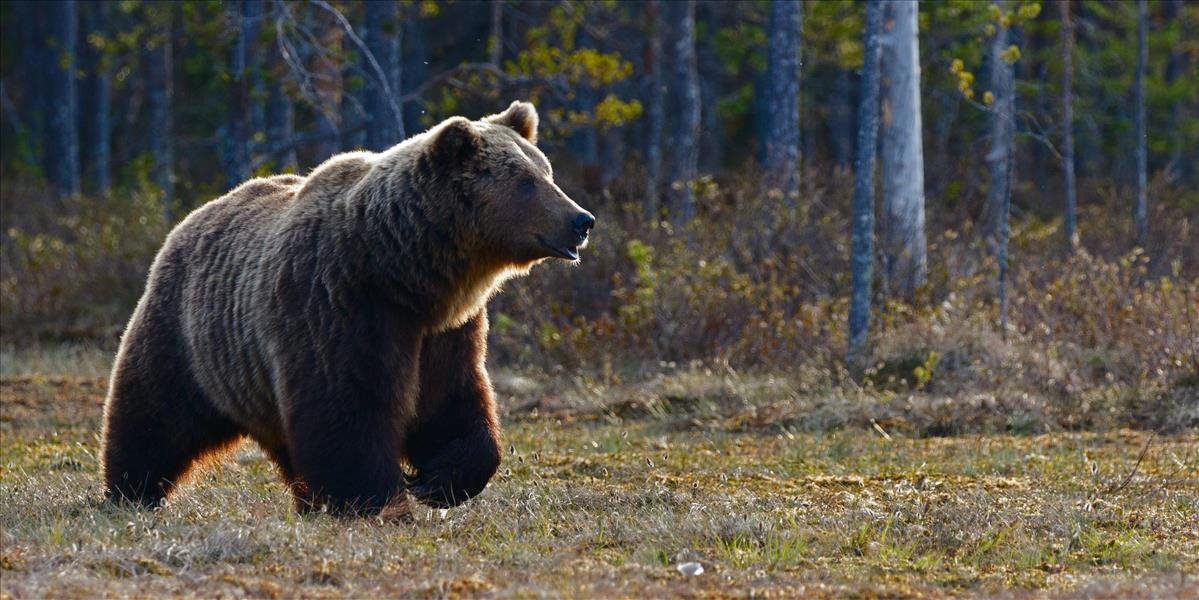 Ochranári chcú mapovať problémové medvede na Poľane biometriou