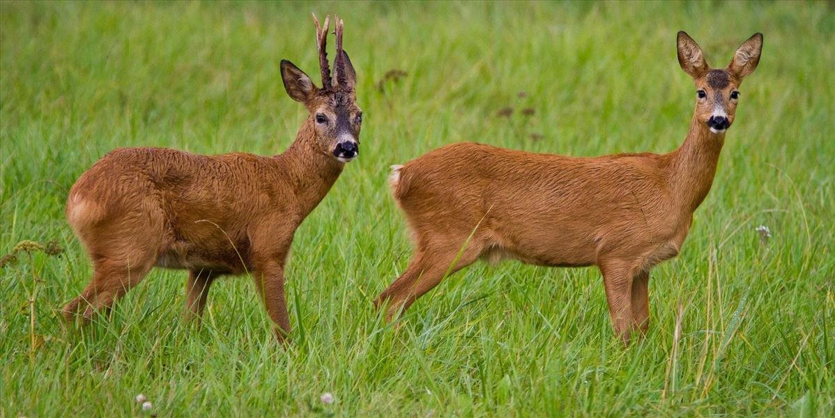 Srnčatá a jelenčatá schúlené v tráve a kríkoch nie sú opustené