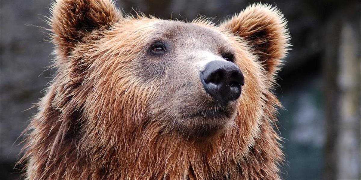 Nárast populácie medveďa na Poľane bude opäť veľký