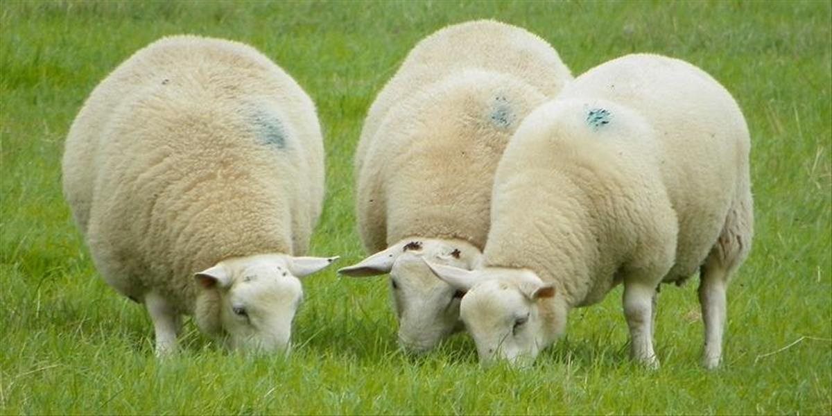 Na Spišskom Podhradí budú ochranári spolu s mestom pásť ovce s cieľom záchrany sysľov