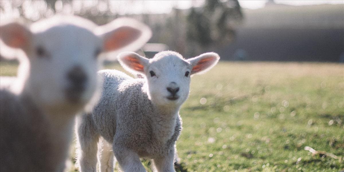 Na Novom Zélande žije päťkrát viac oviec ako ľudí, aj napriek tomu je to rekordne nízke číslo