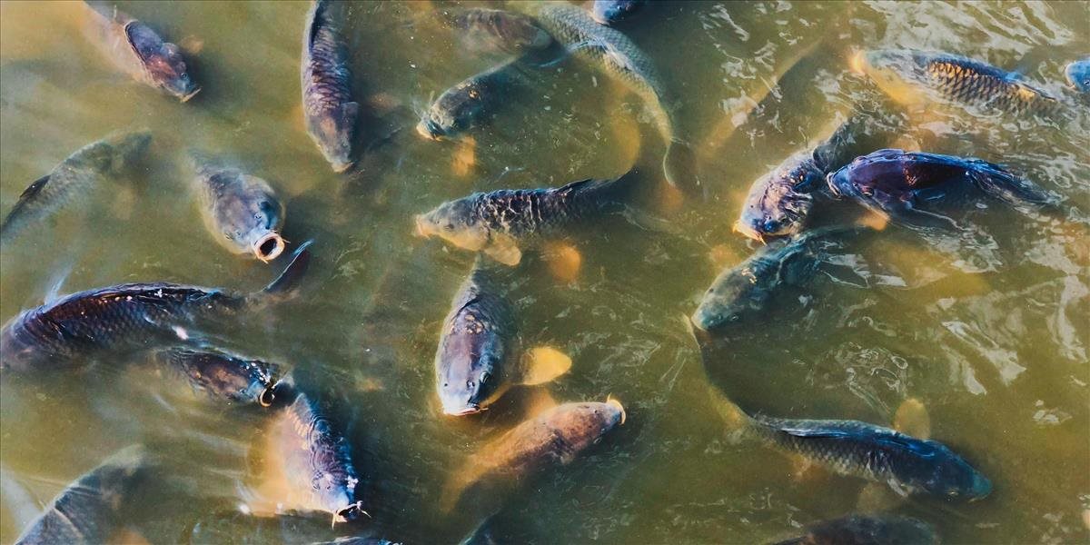 COOP Jednota prijala záväzok ukončiť predaj živých kaprov