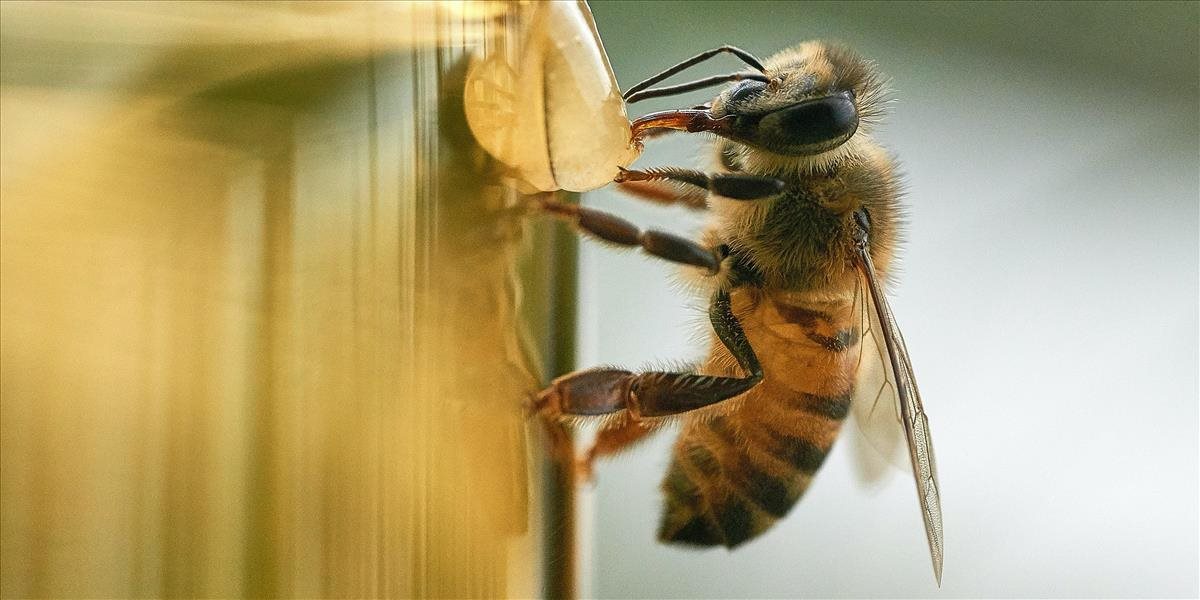 V Cerovej vrchovine pribudol nový apidomček s ôsmimi včelstvami