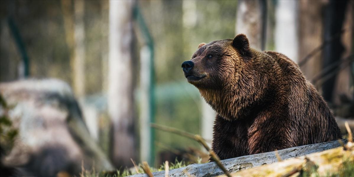 V okolí ružomberského cintorína zaznamenali viacerých medveďov