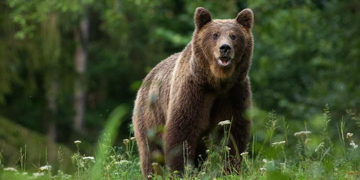Medzi obcami Liešťany a Čavoj naháňal medveď cyklistu