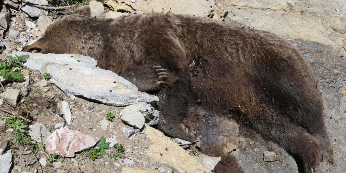 V Javorovej doline našli bezvládne telo medvedice