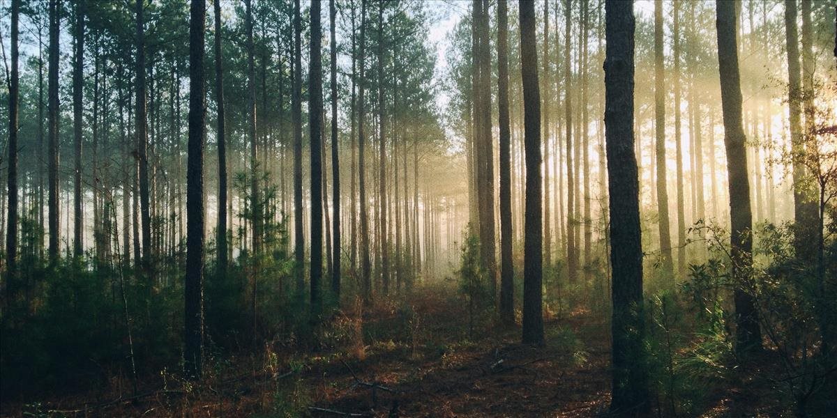 Rakúska polícia našla v osamotenom dome v lese pozostatky troch ľudí