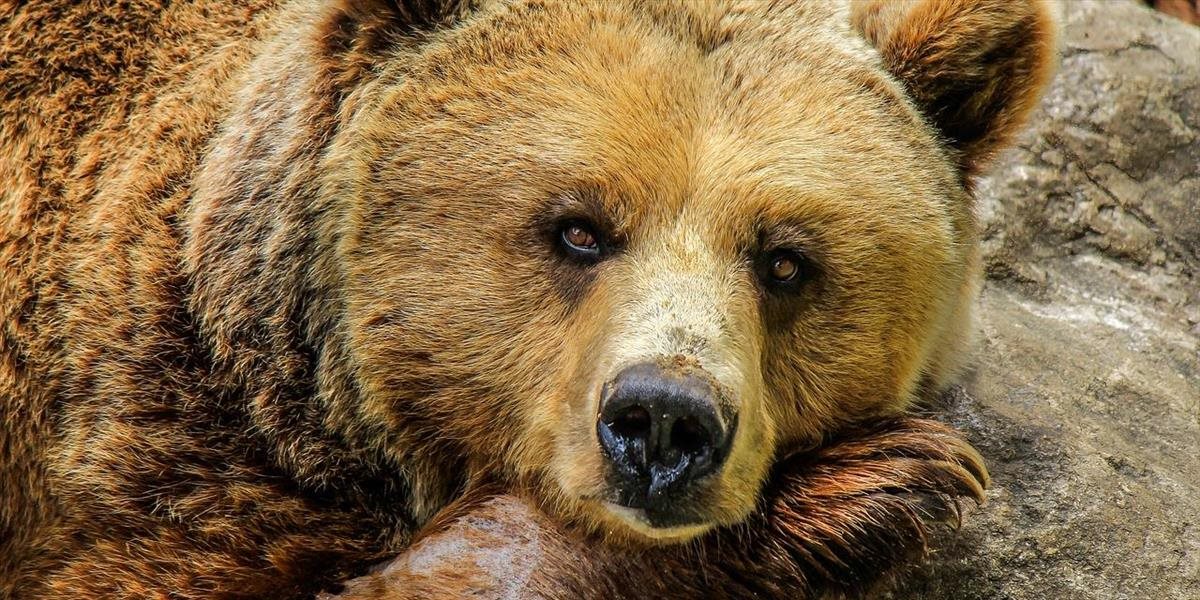 Ochranári usmrtili medveďa, ktorý vyčíňal na ružomberskom cintoríne