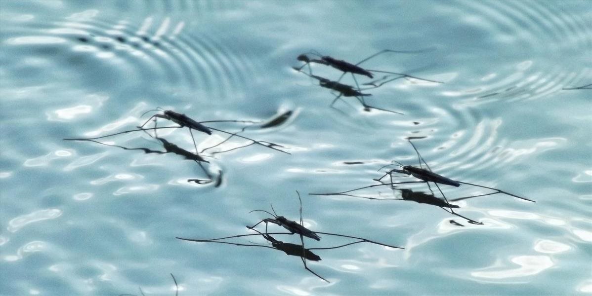 Invázne druhy komárov si vedia nájsť veľké množstvo liahnisk