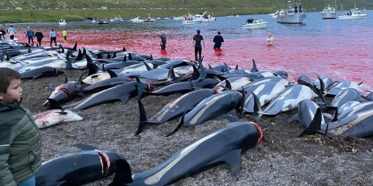 Na Faerských ostrovoch sa začala sezóna kontroverzného lovu delfínov