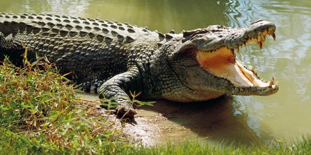 V africkej Namíbii vydražia 40 krokodílov po zvýšenom počte útokov na človeka