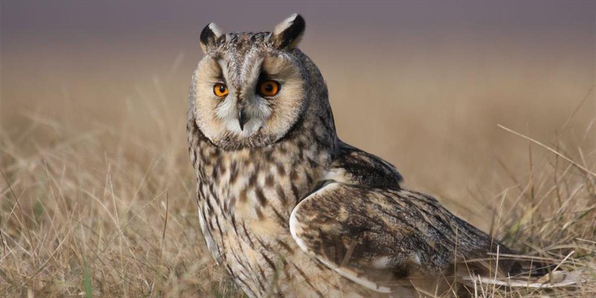 Hniezdenie sovy myšiarky je veľmi nepravidelné a vzácne