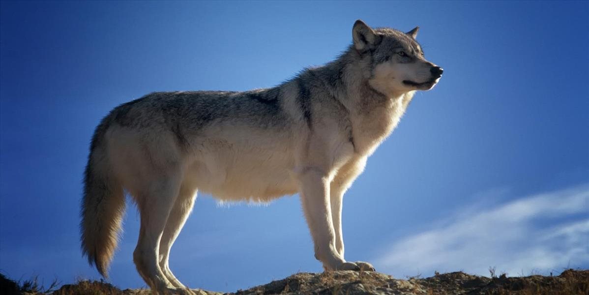 Niektoré spolkové krajiny v Rakúsku povolili lov vlkov