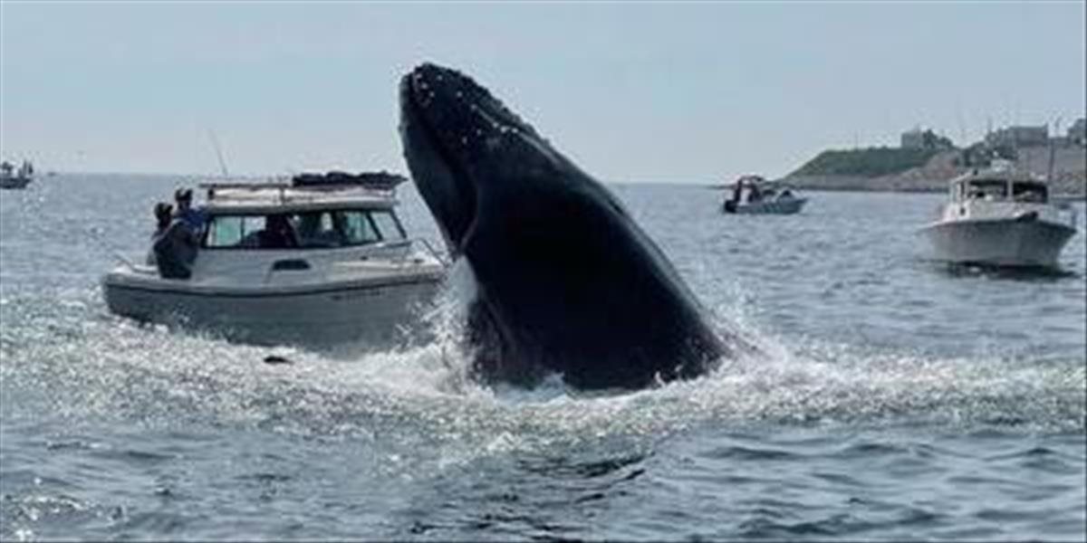 V Tichom oceáne sa plachetnica zrazila s veľrybou, osemčlennú posádku zachránili