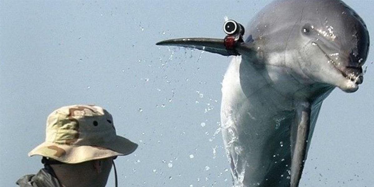 Podľa britskej tajnej služby Rusko na Kryme cvičí bojové delfíny