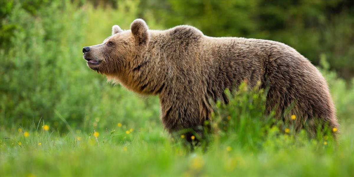 Medvedica napadla a zranila lesného pracovníka blízko Dolnej Bezovej