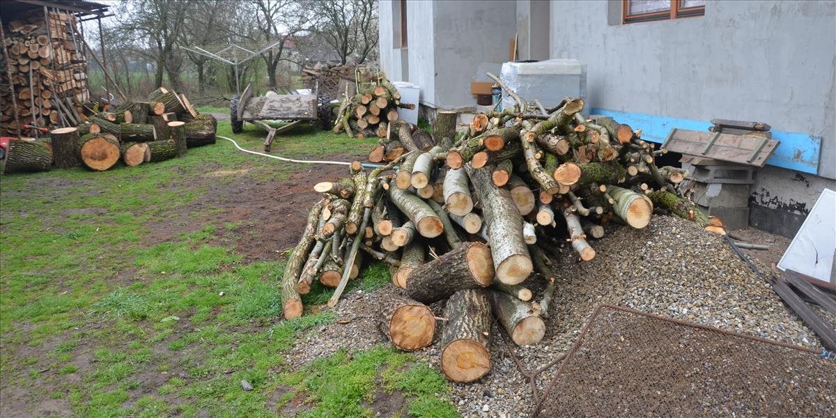 Muž z okresu Trebišov protiprávne vyrúbal 71 stromov