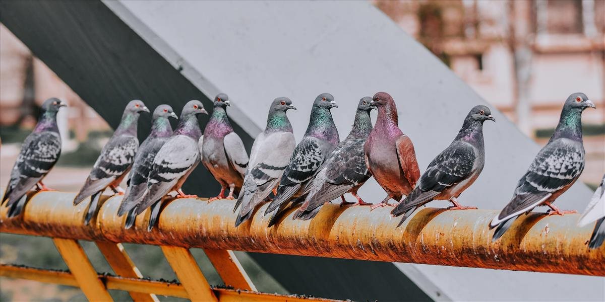 Problém s holubmi v Senici pomôžu regulovať sokoly
