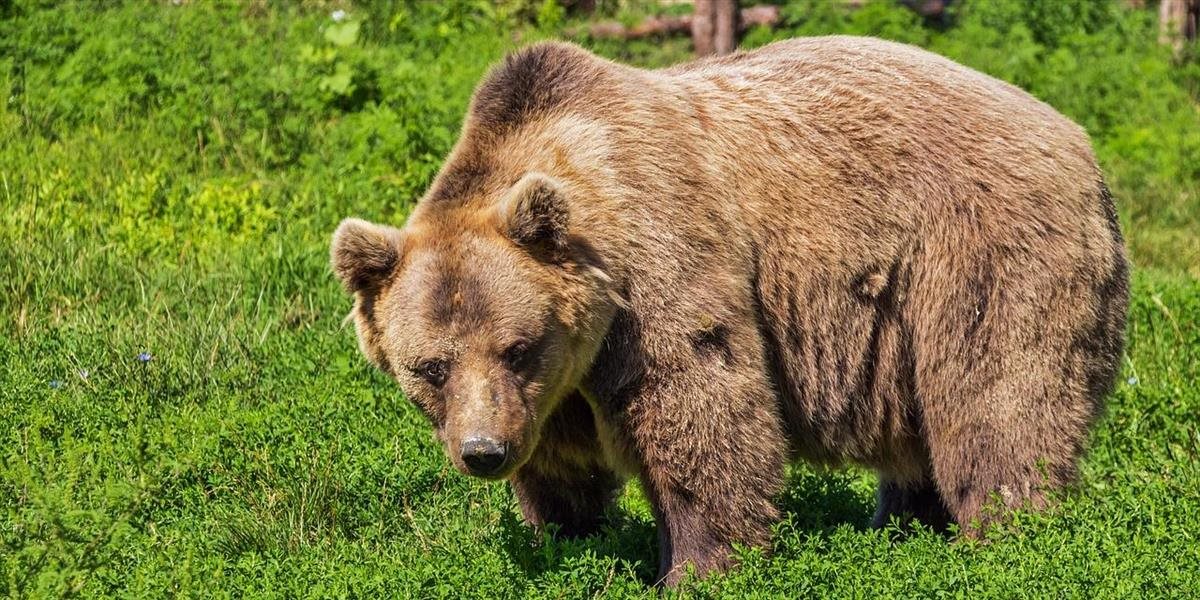 Usmrtili ďalšieho medveďa z ružomberského cintorína