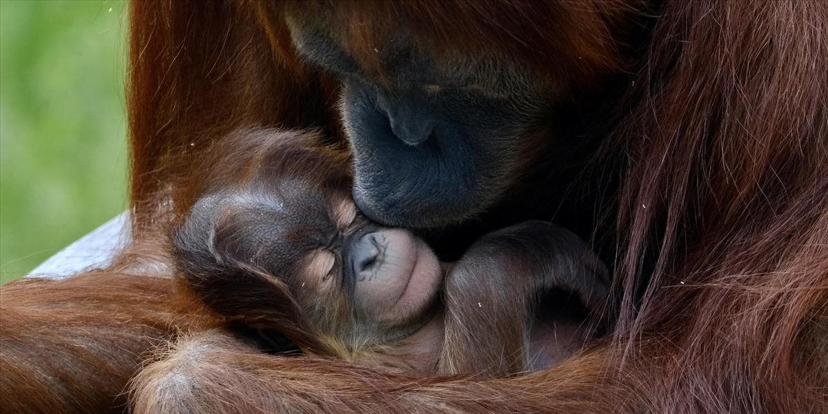 Mláďa orangutana sumatrianskeho z bratislavskej zoo dostalo meno Cahya, rozhodla o ňom verejnosť